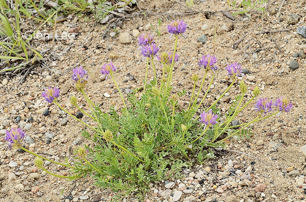 Astragalus laxmannii var. robustior photos Saskatchewan Wildflowers